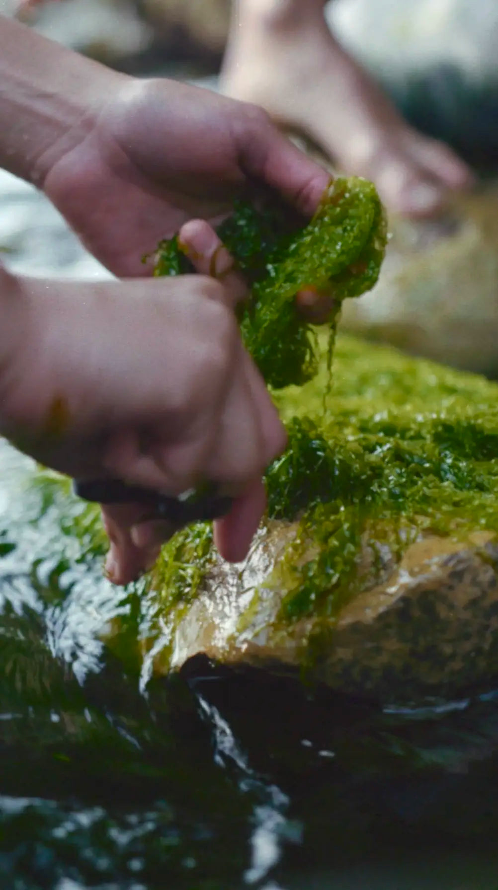 Why do we use seaweed as a main ingredient?