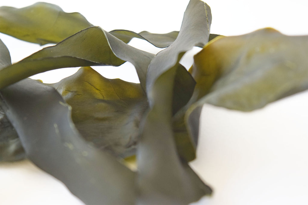 Kelp Strips